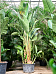 Tropical Bird of Paradise Strelitzia nicolai Indoor House Plants