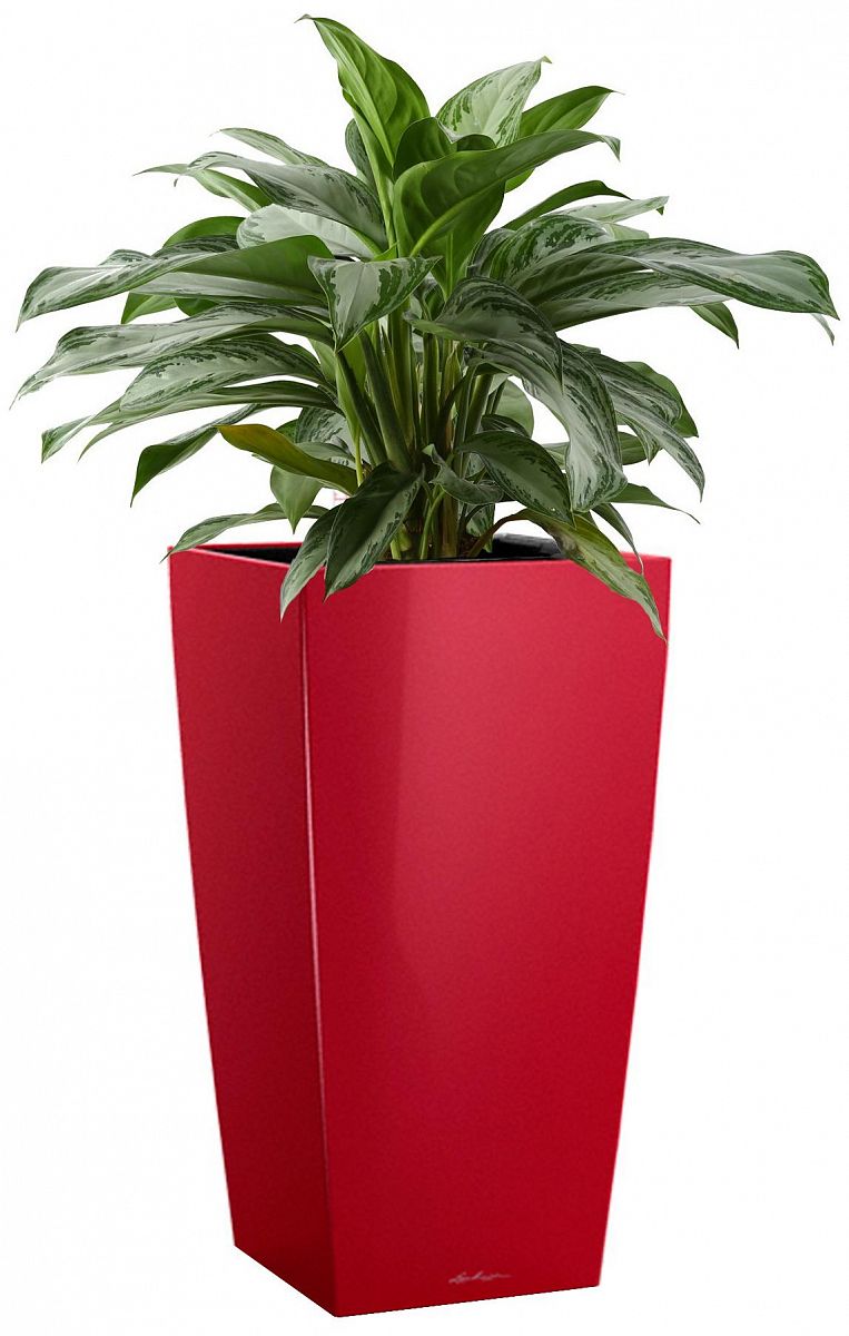Aglaonema Silver Bay in LECHUZA CUBICO Self-watering Planter, Total Height 85 cm