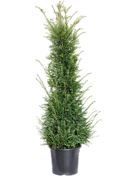 Photogenic English Yew Taxus baccata