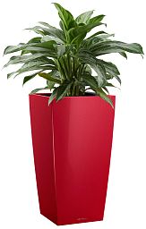 Aglaonema Silver Bay in LECHUZA CUBICO Self-watering Planter, Total Height 85 cm