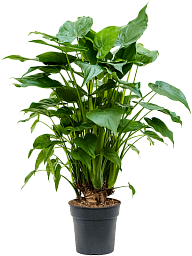 Cheerful Elephant Ear Alocasia cucullata Indoor House Plants