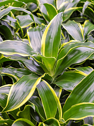 Insta-friendly Corn Plant Dracaena fragrans 'Dorado' Tall Indoor House Plants Trees