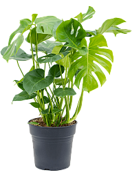 Shade-loving Swiss Cheese Plant Monstera deliciosa Indoor House Plants