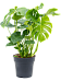 Shade-loving Swiss Cheese Plant Monstera deliciosa Indoor House Plants
