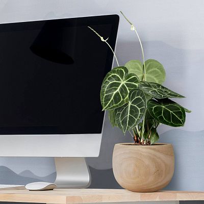 HORTICO ECO Wooden House Planter Round Indoor Plant Pot for House Plants with Waterproof Liner