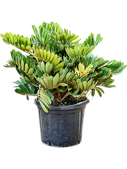 Lush Cardboard Palm Zamia furfuracea (80-100) Indoor House Plants