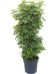 Easy-Care Umbrella Tree Schefflera arboricola 'Luseana' Indoor House Plants
