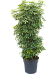 Easy-Care Umbrella Tree Schefflera arboricola 'Luseana' Indoor House Plants