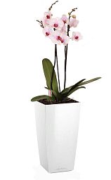 Blooming Phalaenopsis Orchid Standart in LECHUZA MAXI-CUBI Self-watering Planter, Total Height 50 cm