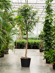 Lush Narrow-leaf Fig Ficus binnendijkii 'Amstel King' Tall Indoor House Plants Trees