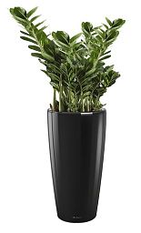 Zamioculcas Zamiifolia in LECHUZA RONDO Self-watering Planter, Total Height 150 cm