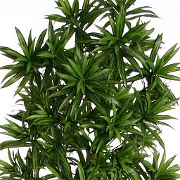 Dracaena Song of Jamaica Flame Retardant Artificial Tree Plant