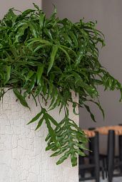 Tall Fiberstone Square Planter by Idealist Premium BOUVY