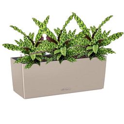 Calathea Lancifolia in LECHUZA BALCONERA Color Self-watering Planter, Total Height 60 cm