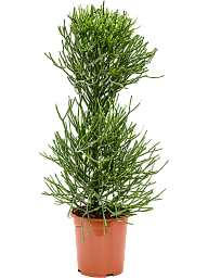 Cheerful African Milk Tree Euphorbia tirucalli Indoor House Plants