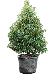 Lush Portugal Laurel Prunus lusitanica 'Angustifolia' Outdoor Plants