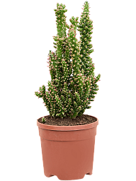 Vibrant Eve's Needle Cactus Opuntia subulata Indoor House Plants