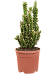 Vibrant Eve's Needle Cactus Opuntia subulata Indoor House Plants