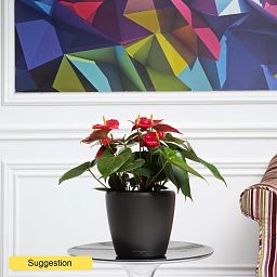 Colorful Flamingo Flower Anthurium andraeanum 'Dakota' Indoor House Plants