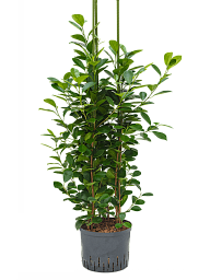 Lush Chinese Banyan Ficus microcarpa 'Moclame' Indoor House Plants