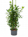 Lush Chinese Banyan Ficus microcarpa 'Moclame' Indoor House Plants