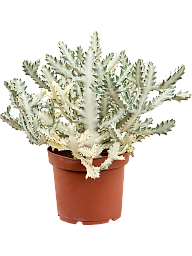Euphorbia lactea 'Ghost' (50-70)