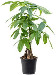 Insta-friendly Money Tree Pachira aquatica Tall Indoor House Plants Trees