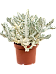 Euphorbia lactea 'Ghost'