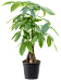 Insta-friendly Money Tree Pachira aquatica Tall Indoor House Plants Trees