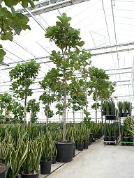 Lush Fiddle Leaf Fig Ficus lyrata Indoor House Plants