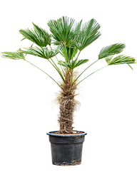 Windmill Palm Tree Trachycarpus wagnerianus