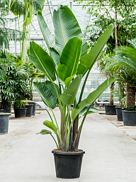 Tropical Bird of Paradise Strelitzia nicolai Indoor House Plants