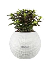 Crassula Ovata Minor Money Plant in LECHUZA-PURO Self-watering Planter, Total Height 30 cm