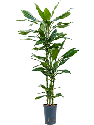 Easy-Care Corn Plant Dracaena fragrans 'Janet Lind' Tall Indoor House Plants Trees