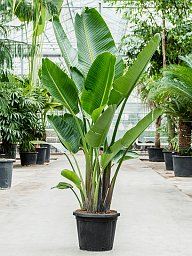 Tropical Bird of Paradise Strelitzia nicolai Indoor House Plants