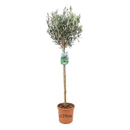Olive Tree | Olea europea