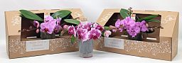 Phalaenopsis Table Orchid