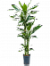 Easy-Care Corn Plant Dracaena fragrans 'Janet Lind' Tall Indoor House Plants Trees