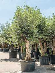 Showy Olive Olea europaea