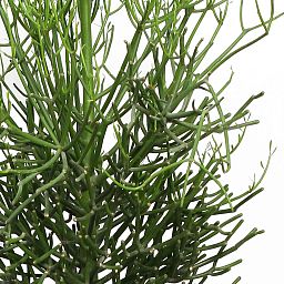 Cheerful African Milk Tree Euphorbia tirucalli Indoor House Plants