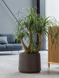 Tropical Ponytail Palm Beaucarnea recurvata Tall Indoor House Plants Trees