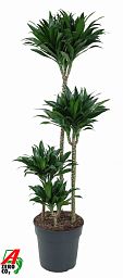 Easy-Care Corn Plant Dracaena fragrans 'Compacta' Indoor House Plants