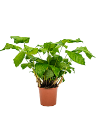 Lush Peacock Plant Calathea musaica (Network) Indoor House Plants