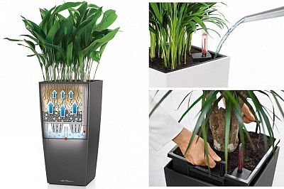 Blooming Spathiphyllum Sweet Chico in LECHUZA CUBICO Color Self-watering Planter, Total Height 60 cm