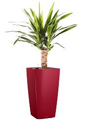 Yucca in LECHUZA CUBICO Self-watering Planter, Total Height 70 cm