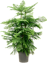 Norfolk Island Pine Araucaria heterophylla