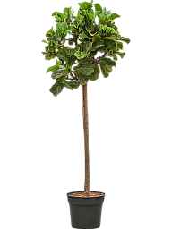 Lush Fiddle Leaf Fig Ficus lyrata Indoor House Plants
