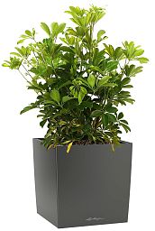Schefflera in LECHUZA CUBE Self-watering Planter, Total Height 65 cm