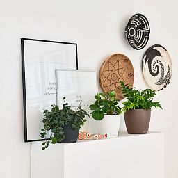 LECHUZA CLASSICO Color Round Poly Resin Self-watering Planter