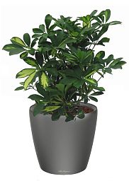 Schefflera in LECHUZA CLASSICO LS Self-watering Planter, Total Height 60 cm